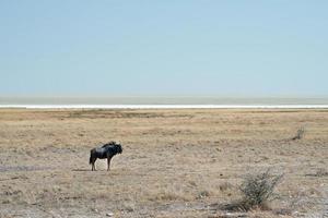 un gnou seul dans le parc national d'etosha pendant une grave sécheresse. namibie photo