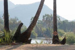 paysage africain, au nord de la namibie. palmiers le long de la rivière, avertissement de crocodiles, baignade interdite. personne