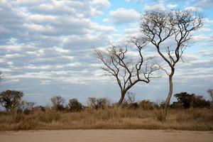 paysage africain le long d'une route sablonneuse. beaux arbres, pas de gens. namibie photo