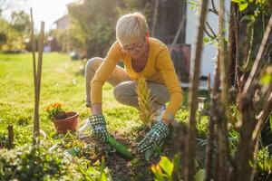 content Sénior femme jardinage dans sa cour. elle est est plantation une fleur photo