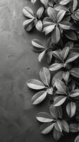 grappe de feuilles dans noir et blanc photo