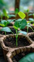 groupe de petit des pots rempli avec les plantes photo