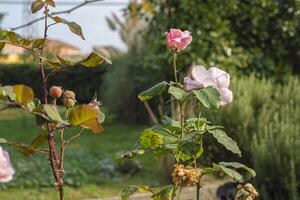 épanouissement Rose dans le jardin 6 photo