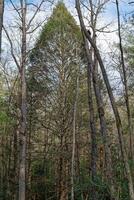 énorme pin arbre dans le forêt photo