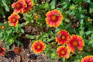 skipper papillons sur couverture fleurs photo