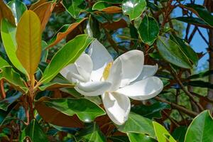 magnolia Floraison fermer photo