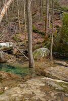 des arbres croissance dans une ruisseau photo