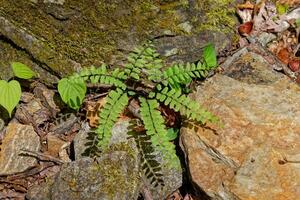 capillaire fougère dans le forêt photo