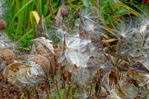 asclépiade plante éclatement avec des graines photo