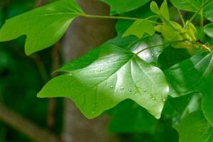 tulipe arbre ou peuplier avec gouttes de pluie photo