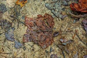 écrasé feuilles sur le sol photo