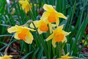 jonquilles fleurs fermer photo