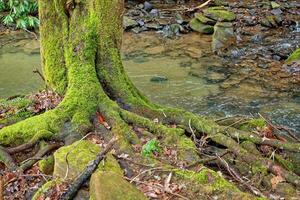 exposé arbre les racines couvert avec mousse photo