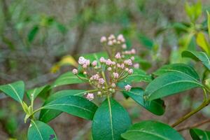 Montagne laurier bourgeons fermer photo