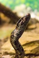 boa constricteur serpent jiboia dans proche en haut photo