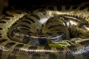 vert anaconda, eunectes murin, sucuri serpent. énorme et dangereux. photo