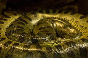 vert anaconda, eunectes murin, sucuri serpent. énorme photo