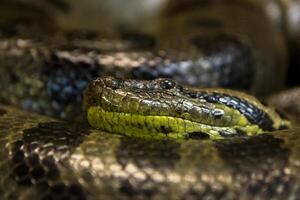 vert anaconda, eunectes murin, sucuri serpent. énorme photo