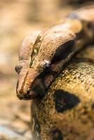 boa constricteur serpent jiboia dans proche en haut photo
