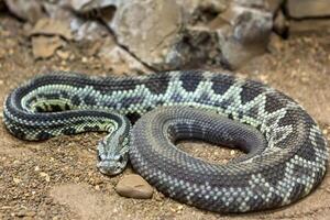 serpent à sonnette, crotale atrox. occidental dos de diamant. dangereux serpent. photo