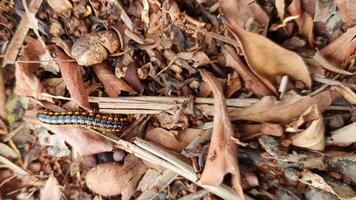 noir chenille en marchant dans une pile de sec laisser photo