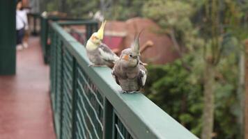 une petit perroquet oiseau cette est principalement a trouvé dans volière photo