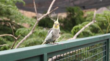 une petit perroquet oiseau cette est principalement a trouvé dans volière photo