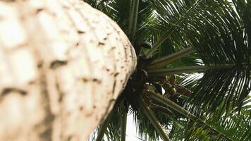 noix de coco des arbres soufflant dans le vent, vert et cool photo