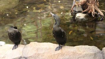 le noir cormoran ou noir cormoran est une type de l'eau oiseau qui appartiennent à le phalacrocoracidés tribu photo