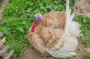 dinde magnifique oiseau sur le rue photo