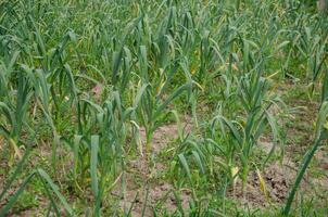 oignon vert feuilles croissance dans le jardin photo