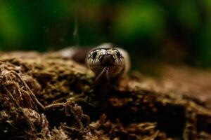 serpent lampropeltis getula californienne photo