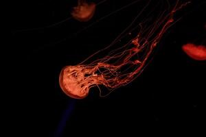 macro de une magnifique méduse chrysaore quinquecirrha photo