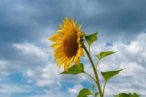 magnifique champ de Jaune tournesols sur une Contexte de bleu ciel avec des nuages photo