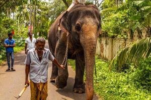 bentota du sud Province sri lanka 2018 sri lanka temple l'éléphant l'éléphant monte bentota plage sri lanka. photo