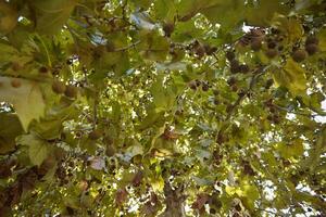 feuilles de platane photo
