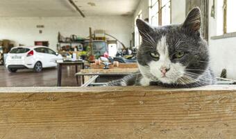 somnolent et perplexe chat expression dans garage photo