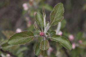 printemps plante photo