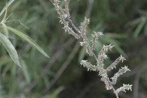 de bonne heure printemps plante photo