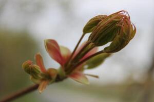 fleurs du début du printemps photo