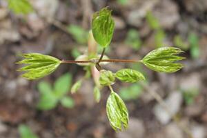 printemps plante photo