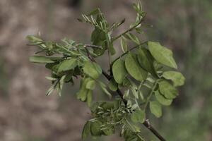 de bonne heure printemps les plantes photo