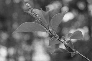 de bonne heure printemps les plantes photo