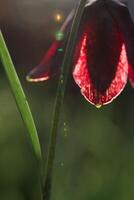 jacinthes fleurs. le premier printemps fleurs. dans le brillant Soleil photo