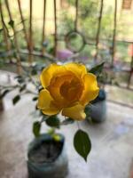 une Jaune Rose brouiller Contexte photo