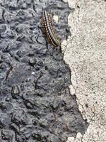 rayé chenille rampant sur humide chaussée et béton surface photo