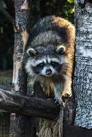 une curieuse raton laveur coups d'oeil en dehors arbre photo