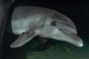 dauphin nageant dans la mer rouge, eilat israël photo