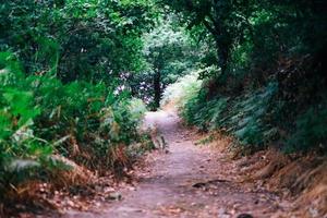 chemin sur la forêt photo