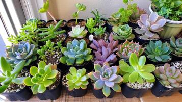 une variété de coloré et texturé plantes succulentes arrangé dans différent des pots sur une en bois étagère photo